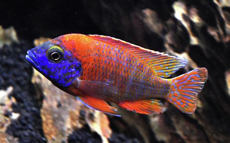 Ruby Red Peacock Cichlid Photograph by Tony Ramos - Fine Art America