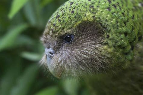 Sirocco. Kakapo on Maud Island. Marlborough Sounds. | New zealand ...