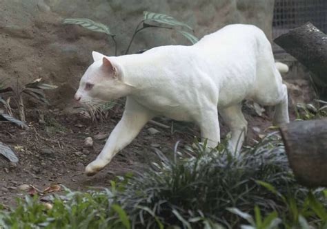 World's First Albino Ocelot Found In The Wild Gets New Home In Zoo