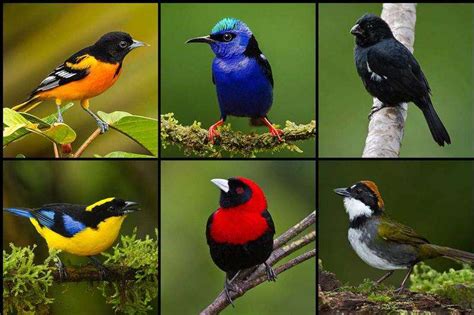 Female birds show their true colours