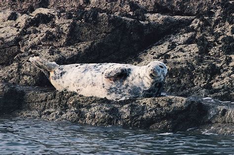 Gray seal | Arctic, Blubber, Pups | Britannica