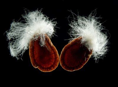 Asclepias syriaca (seeds) | Nikon Small World