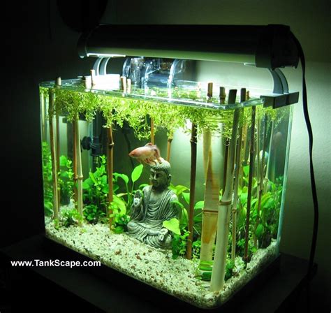 Lucky fish! -Betta tank with bamboo forest (If only Ben Hornby had lived) Aquarium Terrarium ...