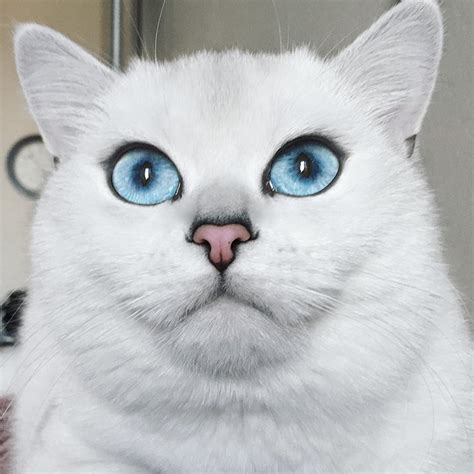 This Cat Has The Most Beautiful Eyes Ever | Bored Panda