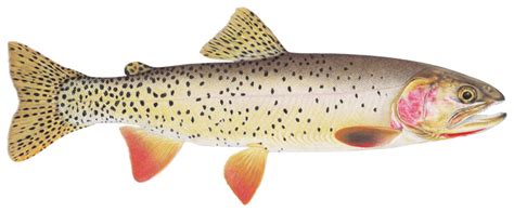 Yellowstone Cutthroat Trout – Western Native Trout Initiative