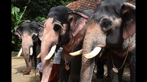 Elephants Of Guruvayoor Punnathur Kotta elephant sanctuary (punnathoor Fort) - YouTube