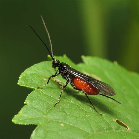 Braconid Wasp | Digonogastra sp. Heritage Island, Anacostia … | Flickr