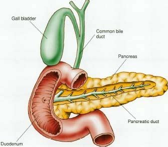 Functions of Pancreatic Juice - Overall Science