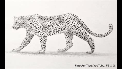 How to Draw a Leopard With Pencil - Big Cat | Bosquejo de gato, Cómo dibujar cosas, Dibujos de caras