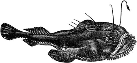 Anglerfish | ClipArt ETC