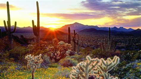 The vegetation of the Sonoran Desert at sunset - backiee