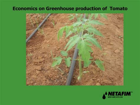 Tomato - Greenhouse Production | PPT