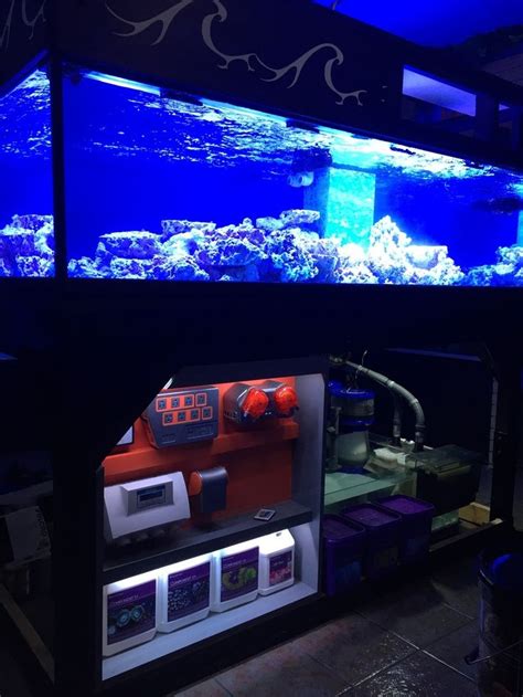 Saltwater Aquarium Fish | Aquarium, Saltwater aquarium fish, Saltwater aquarium setup