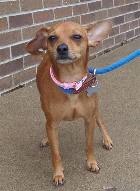 Adopt Gidget on Petfinder | Mini pinscher, Chihuahua, Lap dogs