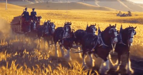 The Clydesdales Are Back! See Budweiser's 2019 Super Bowl Ad Before Game Day