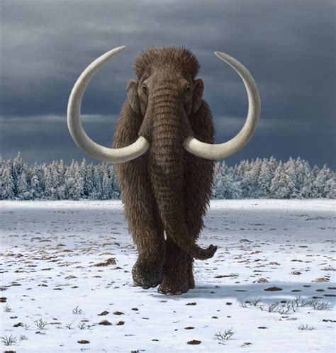 Humans hastened the extinction of the woolly mammoth | Newsroom ...