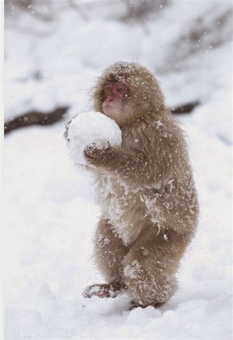 For your Desktop:::...: Cute Animals In Snow