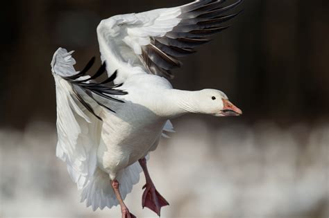 close up landing snow goose 4k HD Wallpaper