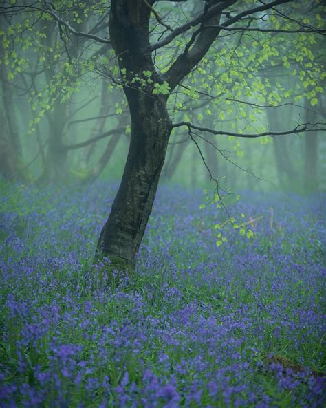 Ultimate Guide to Forest Photography - Tips and Tricks — Click and ...