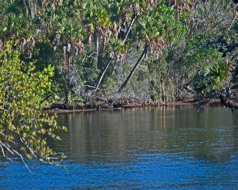 Everglades Wat 161 Photograph by Gordon Sarti - Fine Art America