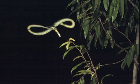 Flying Snake Morphs into UFO Shape to Glide | Live Science