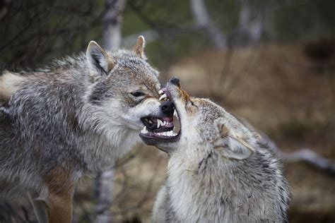 2 wolves bite each other in a forest Wolf Love, Red Wolf, Grizzly ...