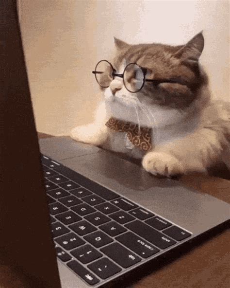 Angry Cat GIF - Angry Cat Busy - Discover & Share GIFs