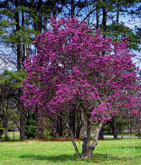 Lily Magnolia Tree