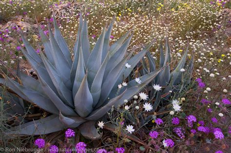 Desert Wildflowers | Photos by Ron Niebrugge