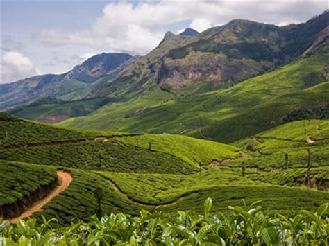 Kolukkumalai Tea Estate Munnar, Kerala