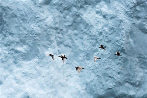 Wildlife in Greenland: Birds - Visit Greenland