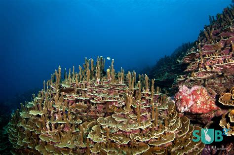 The Unique Diving of Guam | Scuba Diving Blog