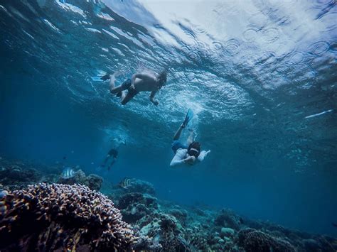 The Dos and Don’ts of Snorkeling in Komodo - Pcattendancesystem