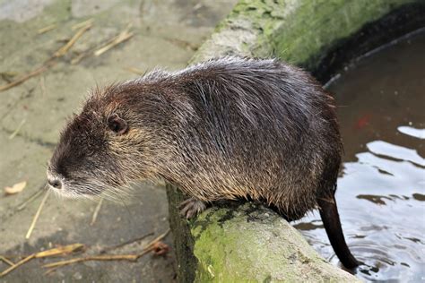 Coypu Rodent Animal - Free photo on Pixabay