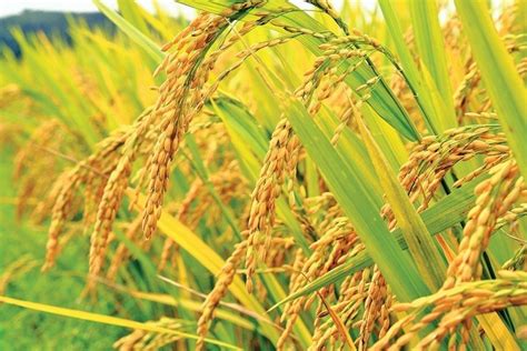 RARS Develops Organic Rice Varieties For Rural Assam - The Hills Times