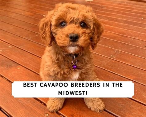 4 Best Cavapoo Breeders in the Midwest!