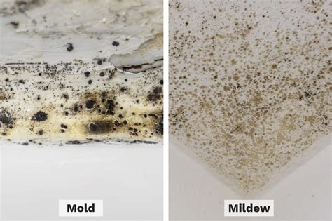 Mold vs. Mildew: How Each Can Harm Your Health | The Healthy