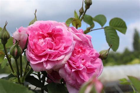 Rose England's Rose (im grossen Container): Lubera.de