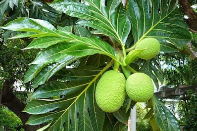 Sukun (Artocarpus Communis) - Tanaman Hias Lanskap