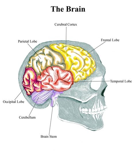 How To Draw The Human Brain - Art Sphere Inc.