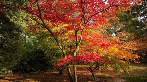 Best Places to View Autumn Leaves in Britain | Autumn scenery, Autumn ...