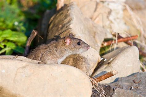 Brown Rat stock photo. Image of wildlife, mammal, brown - 7823100