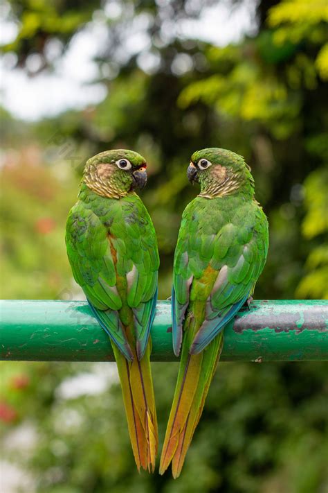 Green Cheeked Parakeet Photo | JPG Free Download - Pikbest