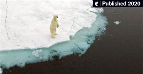 Global Warming Is Driving Polar Bears Toward Extinction, Researchers ...