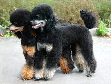 Phantom Poodle Colors | Poodle Information Center