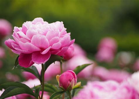 Peony Wallpapers - Wallpaper Cave