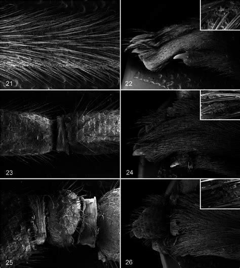 Normal tail; mouse. Tail has a regular profile, and hairs are uniformly... | Download Scientific ...