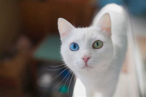 Mesmerizing! Fun Facts About Cats Eye Colors - Cole & Marmalade