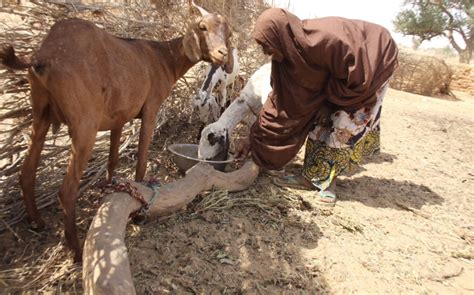 Niger’s National Adaptation Plan presents its path to climate ...