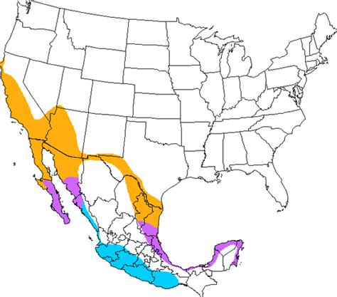 Hooded Oriole | Ask A Biologist